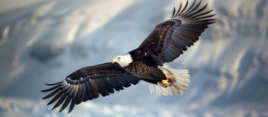 Obraz premium Majestic Bald Eagle in Flight Over a Cloudy Sky