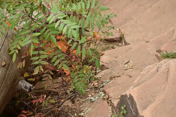 Green and red leaves growing over red rocks