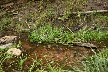 Green foliage along forest river