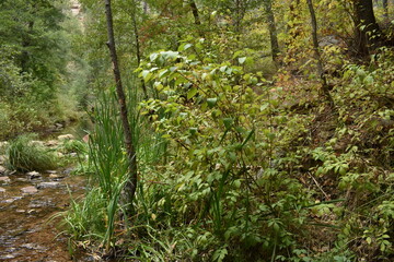 Green forest foliage along small creek