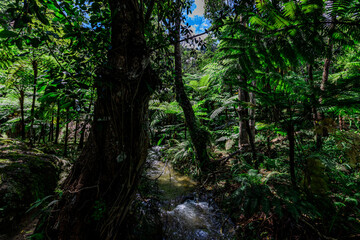 Obraz premium Natural background of various trees growing in the foothills of the mountain and natural waterfall flowing from high places amidst clear sky. The beauty of panoramic ecosystem.