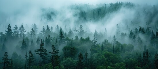 Misty Forest with Tall Pine Trees