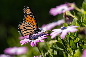 Close-up of a monarch butterfly on a purple daisy flower