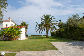 palms in the garden