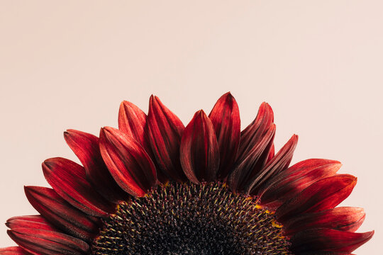 Cropped red sunflower