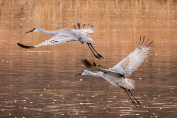 Glorious Sandhill Cranes Flapping Angelic Wings in the Early Morning Golden Sun