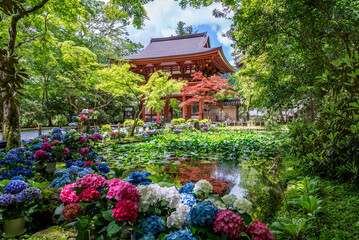女人高野室生寺 仁王門とバン字池の紫陽花　奈良県宇陀市室生