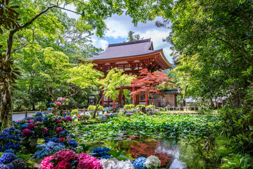 女人高野室生寺 仁王門とバン字池の紫陽花　奈良県宇陀市室生
