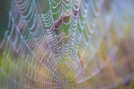 Macro spider web