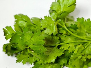 Coriander isolated on white background