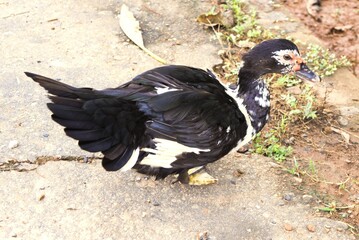 Muscovy duck in Cambodia