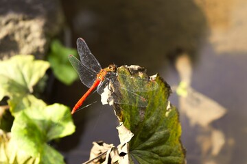 A meadowhawk in the park in Nagano, Japan