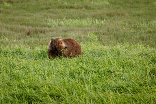 Brown Bear on  Sedge Flat 