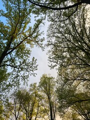 Trees and Skies
