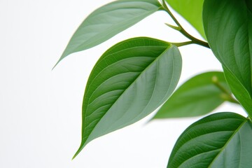 Obraz premium High-Quality Realistic Leaf on Tree Image - Soft Focus Commercial Photography, Isolated Nature on White