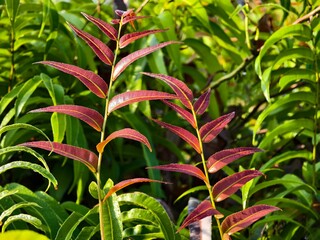 Kelakai plants (Stenochlaena Palustris) grow wild and abundantly in the tropical nature of Kalimantan © RMX IMG