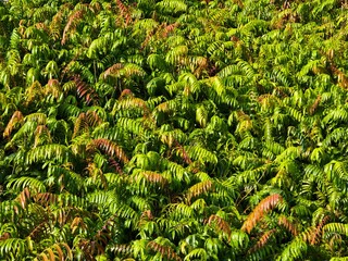 Kelakai plants (Stenochlaena Palustris) grow wild and abundantly in the tropical nature of Kalimantan © RMX IMG