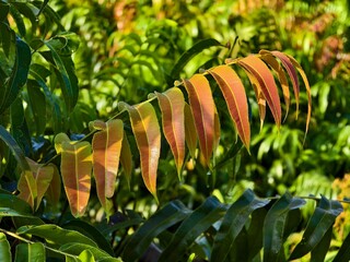 Kelakai plants (Stenochlaena Palustris) grow wild and abundantly in the tropical nature of Kalimantan © RMX IMG