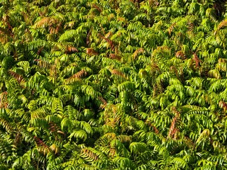 Kelakai plants (Stenochlaena Palustris) grow wild and abundantly in the tropical nature of Kalimantan © RMX IMG