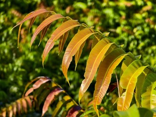 Kelakai plants (Stenochlaena Palustris) grow wild and abundantly in the tropical nature of Kalimantan © RMX IMG