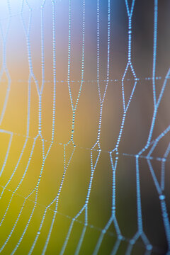 Macro spider web