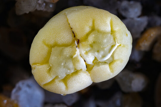 succulent plant macro