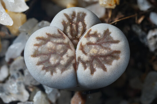 succulent plant macro