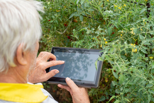 Elderly farmer faceless with a tablet looks at plants