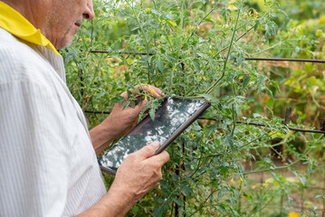 Elderly farmer faceless with a tablet looks at plants