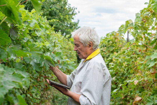 The Grey-Haired Winegrower in the vineyard with a tablet
