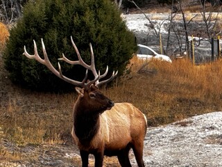 bull elk in park national park