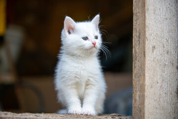 charming white kitten curiously gazes around in a rustic barn, showcasing its fluffy fur and...