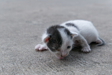 a poor abandoned one-eyed kitten groans and crawls with difficulty