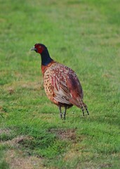 Ring-necked pheasant in Scotland