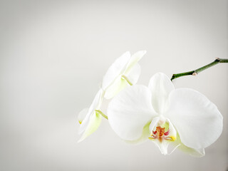 white orchid flower