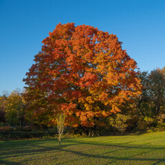 Tree Fall Foliage red yellow leaves