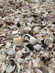 shells on the beach