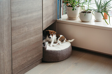 Cozy Dog Resting Peacefully by the Sunny Window