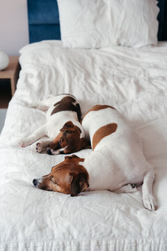 Two Dogs Napping Peacefully on a Cozy Bed