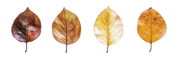Close up photo, collection set of five different orange and yellow colorful leaves in autumn, isolated on panoramic whitebackground, fall autumnal season , ai
