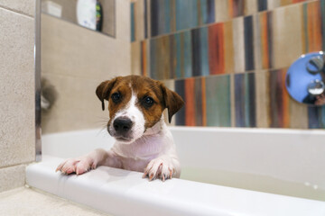 A Playful Puppy Enjoying a Bath Time Adventure
