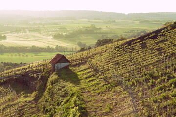 A hut in a vineyard