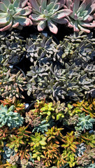 Variety of small succulent plants