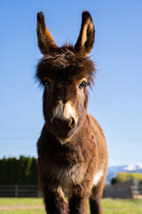 Baby Donkey