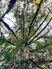 Obraz premium trees in the forest