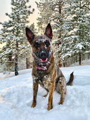 Winter’s Best Friend