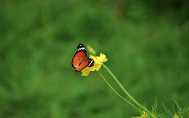 Multi-colored butterflies are sucking pollen from flowers.