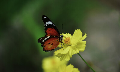 Multi-colored butterflies are sucking pollen from flowers.