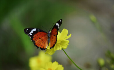 Multi-colored butterflies are sucking pollen from flowers.