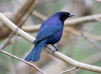 Black bird on a branch